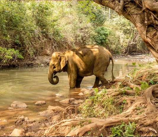 pohled na slona v kambodžské přírodě
