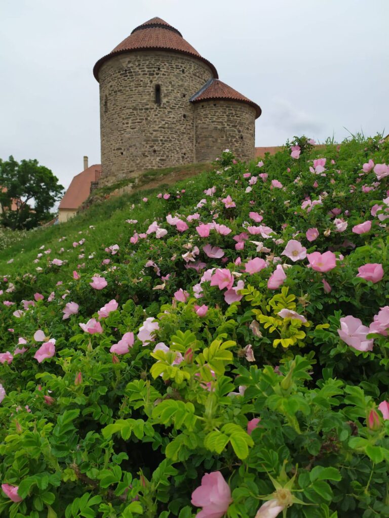 rozkvetlé květiny v zahradě